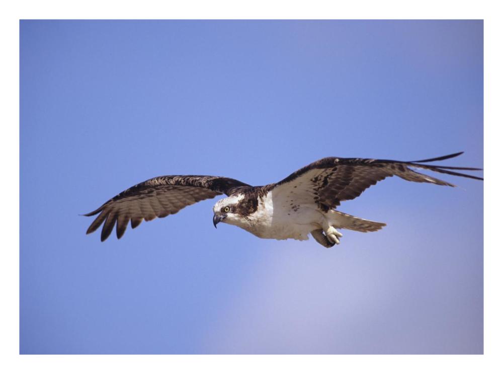 Osprey flying, North America-Paper Art-26"x20"