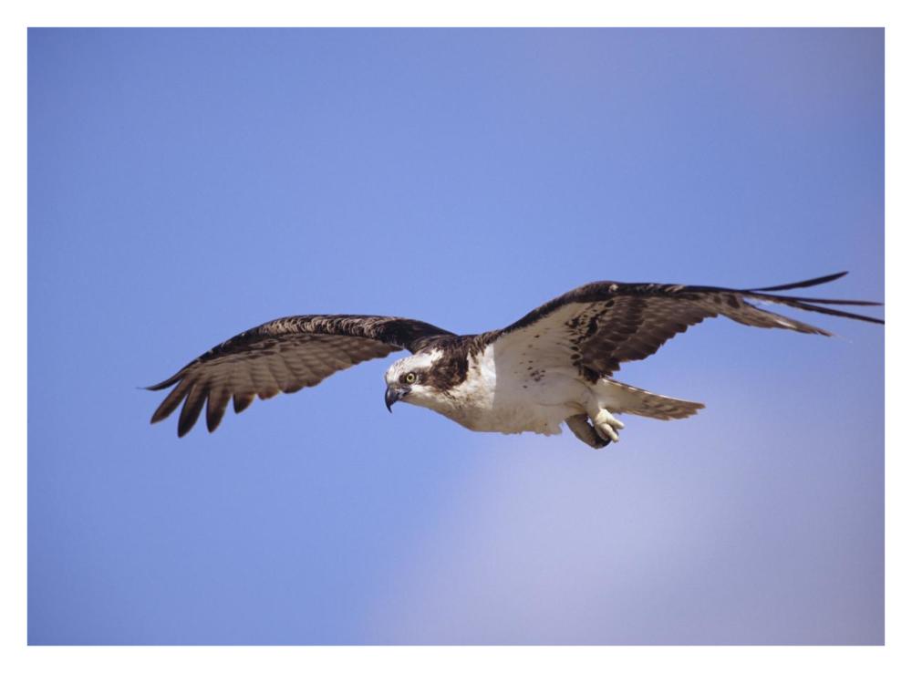 Osprey flying, North America-Paper Art-34"x26"