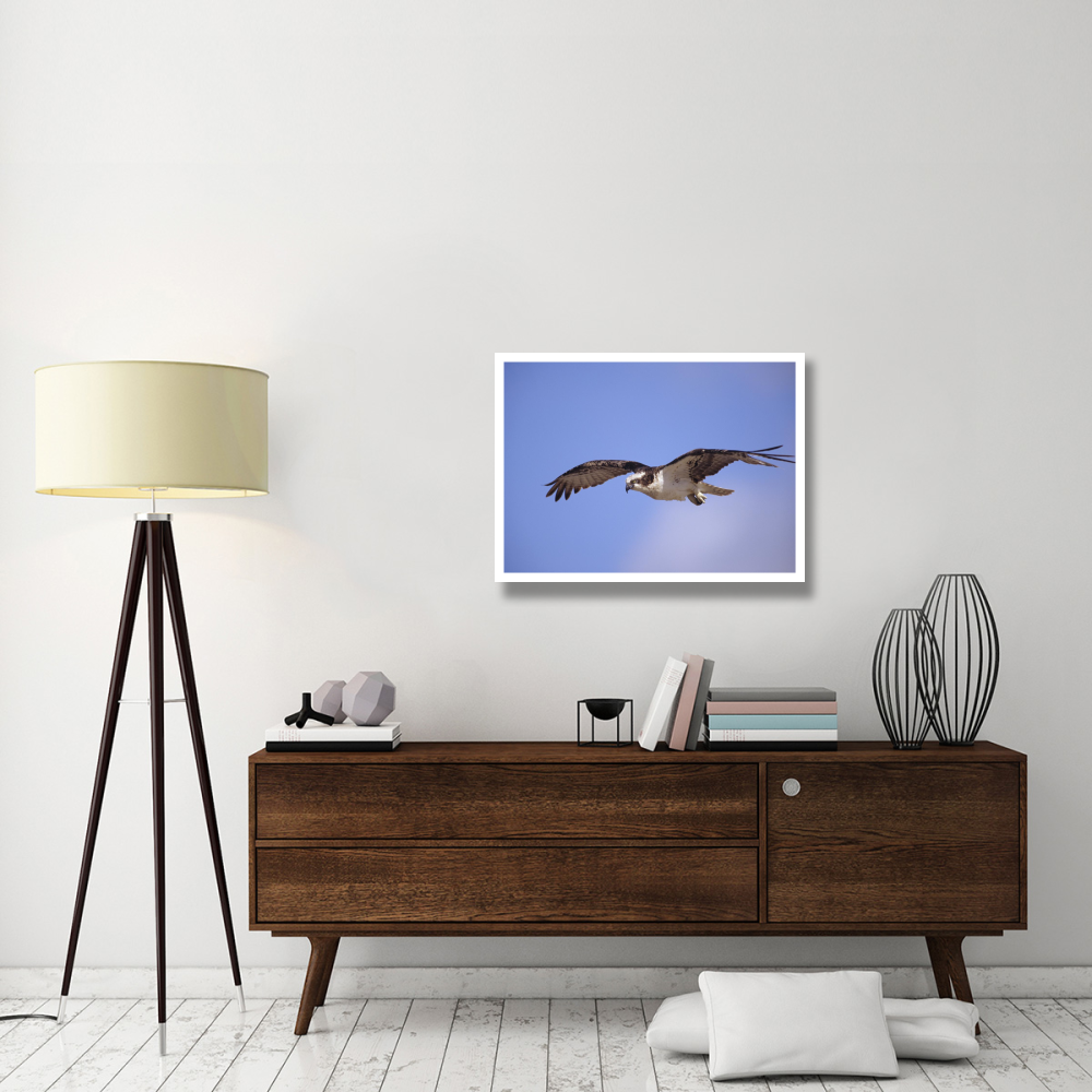 Osprey flying, North America-Paper Art-34&quotx26"