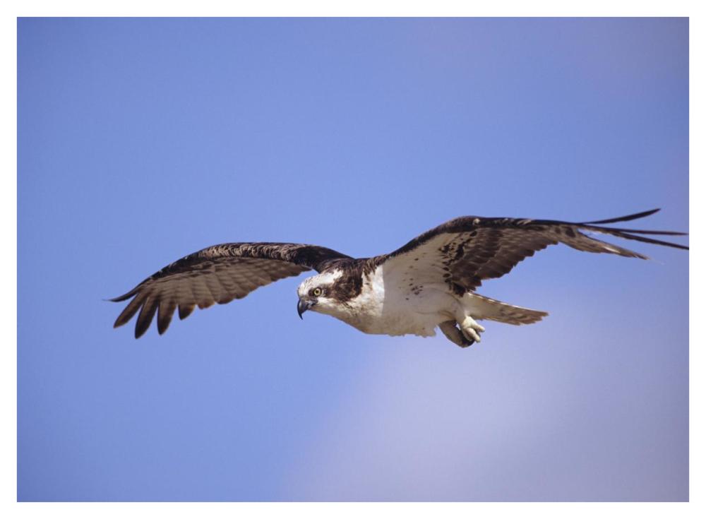 Osprey flying, North America-Paper Art-42"x32"
