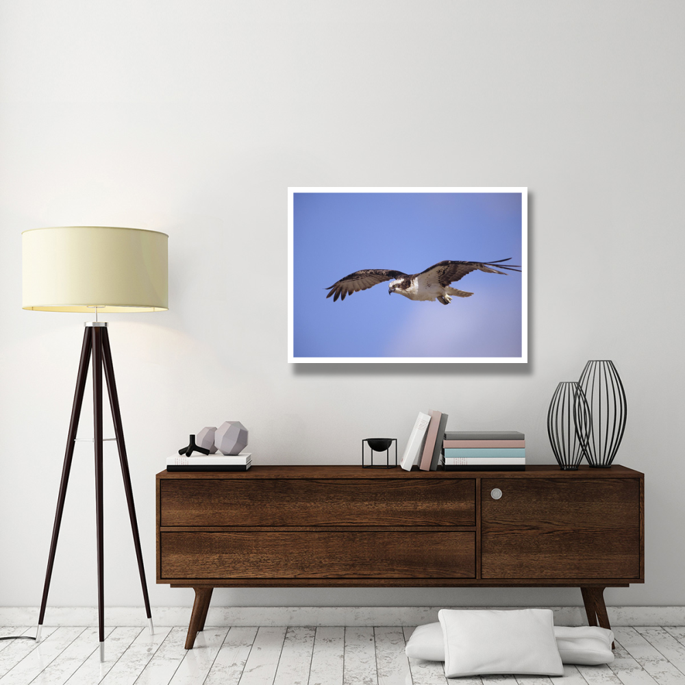 Osprey flying, North America-Paper Art-42&quotx32"