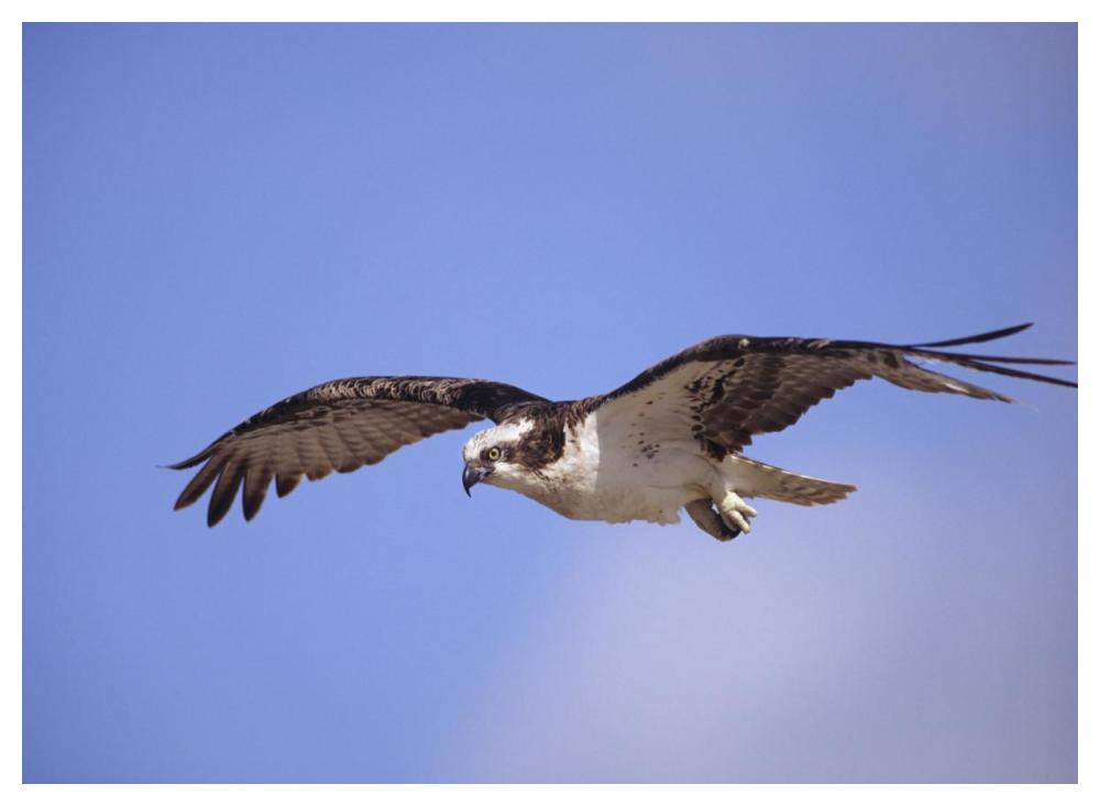 Osprey flying, North America-Paper Art-50"x38"