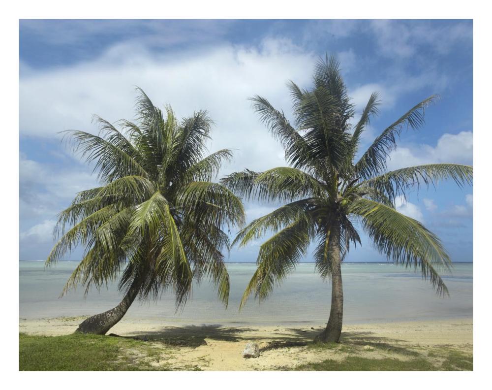 Palm trees, Agana Beach, Guam-Paper Art-26"x20"