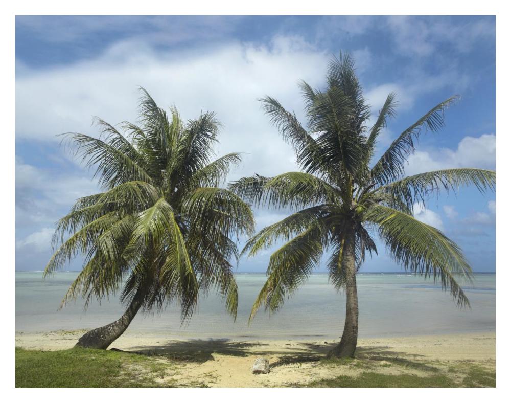 Palm trees, Agana Beach, Guam-Paper Art-34"x26"