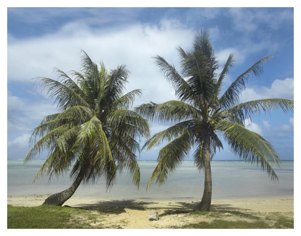 Palm trees, Agana Beach, Guam-Paper Art-42"x32"