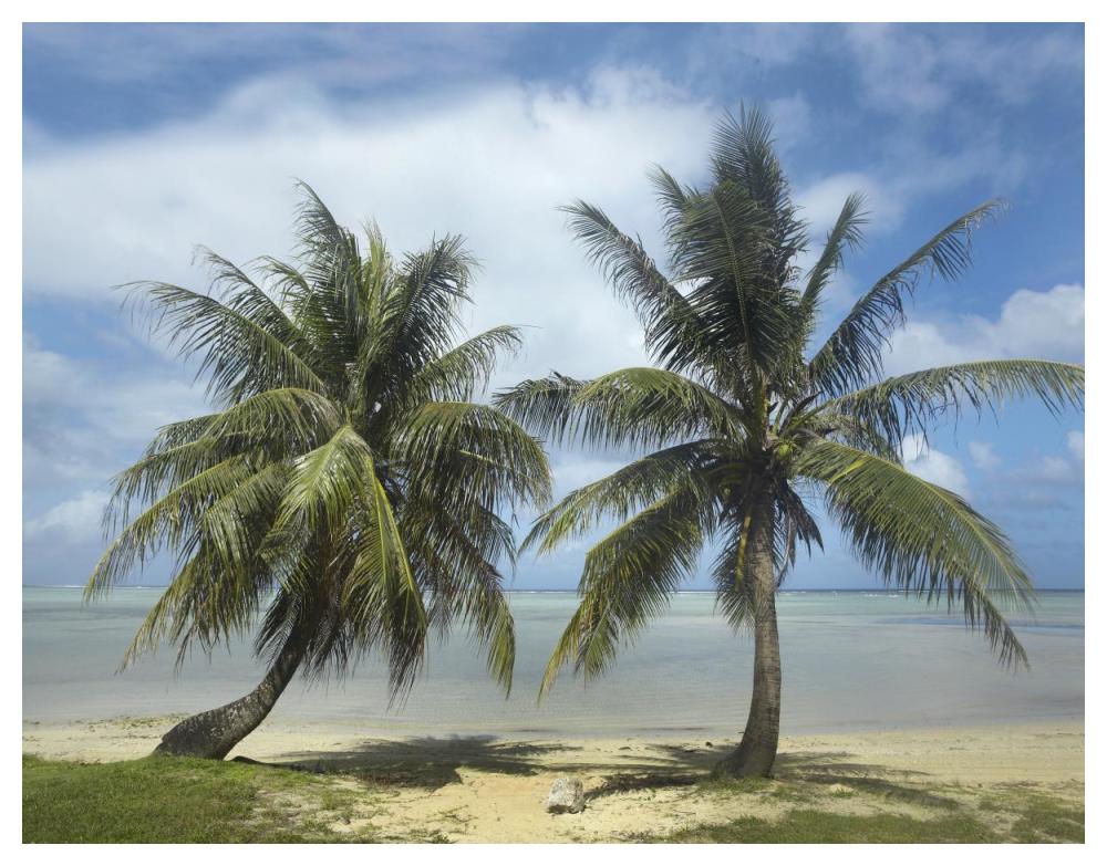 Palm trees, Agana Beach, Guam-Paper Art-50"x38"