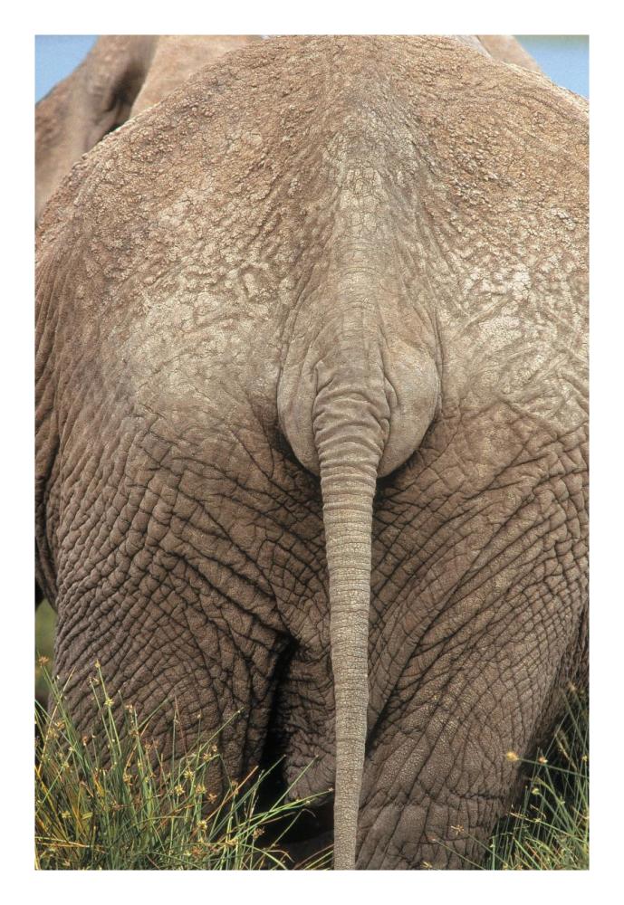 African Elephant butt, Africa-Paper Art-18"x26"