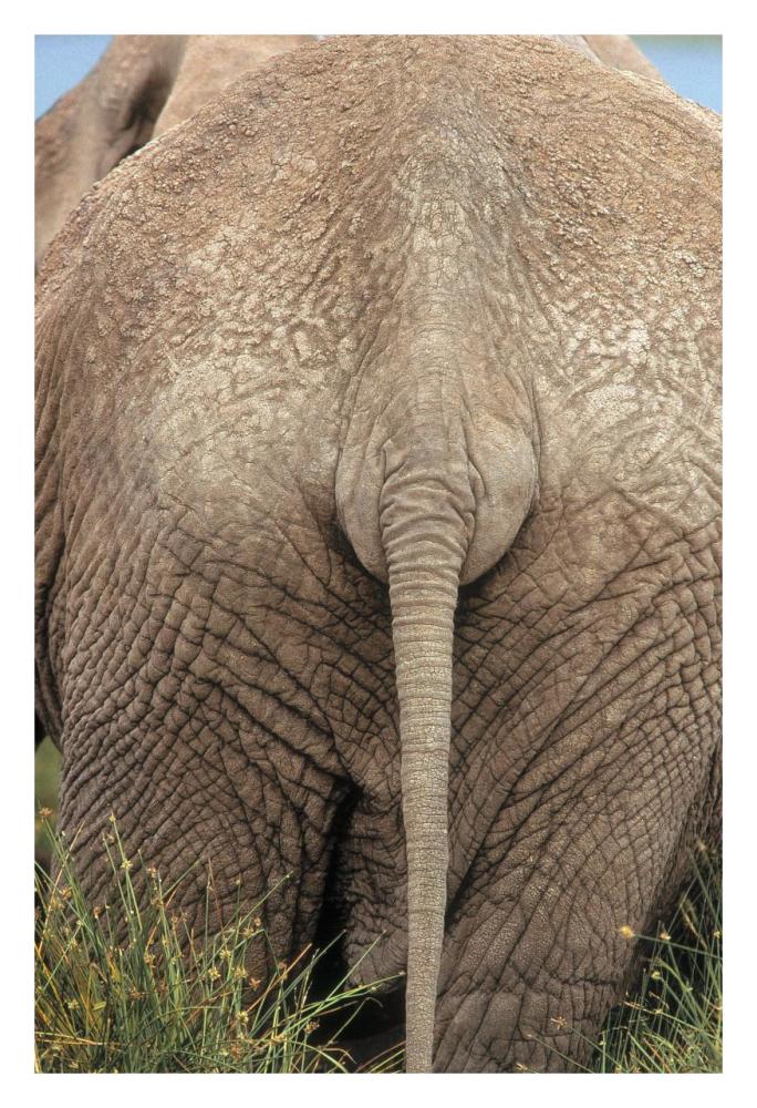 African Elephant butt, Africa-Paper Art-22"x32"