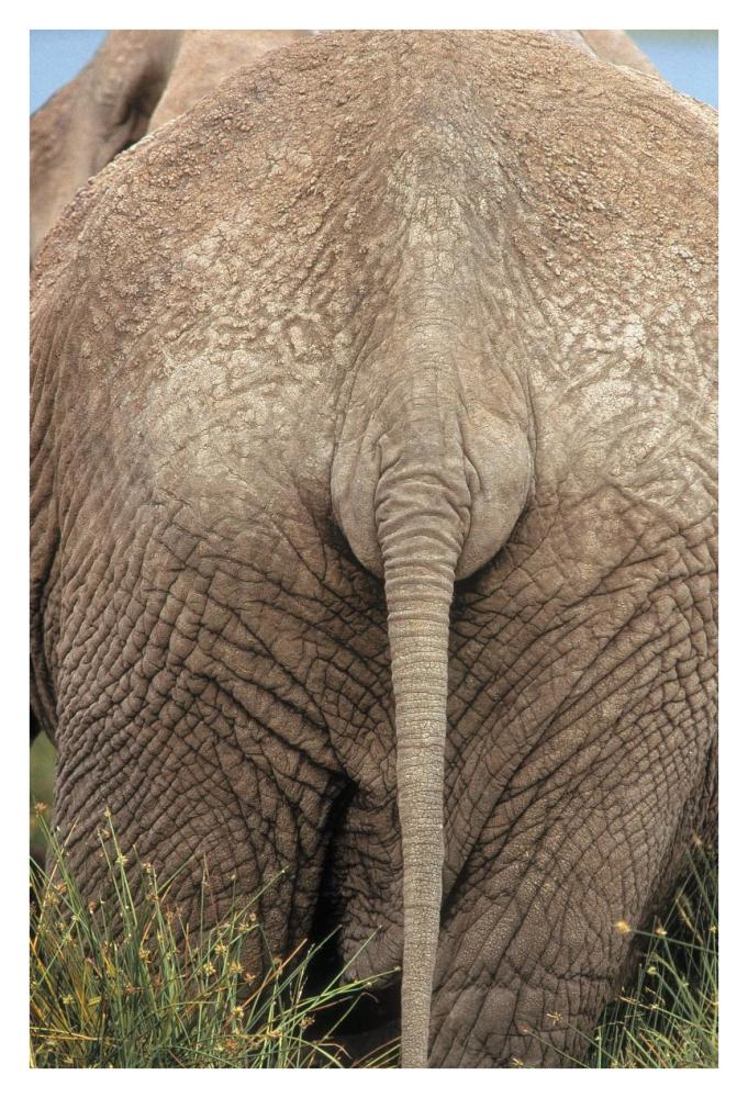 African Elephant butt, Africa-Paper Art-26"x38"