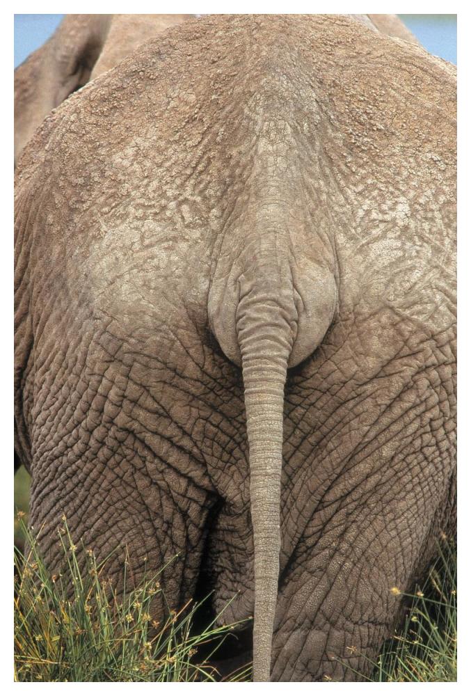 African Elephant butt, Africa-Paper Art-34"x50"