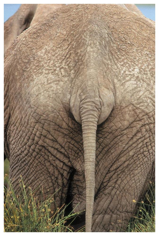 African Elephant butt, Africa-Paper Art-42"x62"