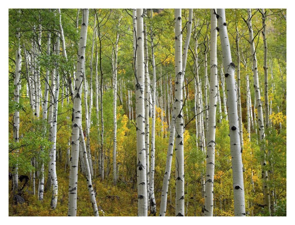 Aspen trees in fall, Colorado-Paper Art-18"x14"