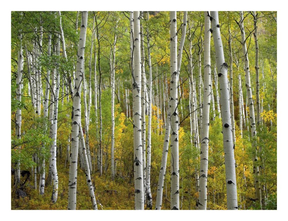 Aspen trees in fall, Colorado-Paper Art-26"x20"