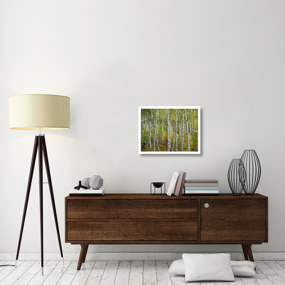 Aspen trees in fall, Colorado-Paper Art-26&quotx20"