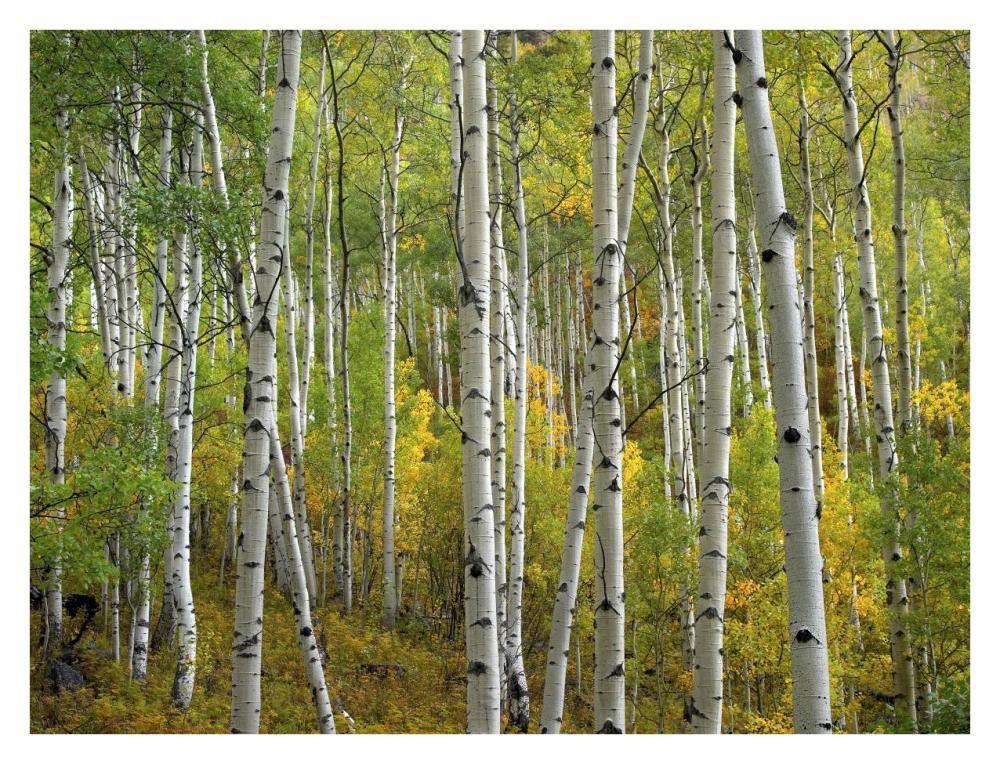 Aspen trees in fall, Colorado-Paper Art-34"x26"