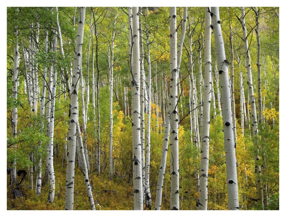 Aspen trees in fall, Colorado-Paper Art-42"x32"