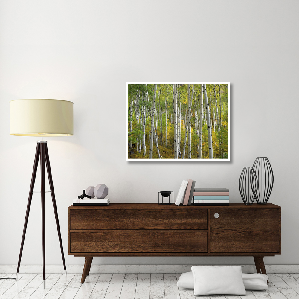Aspen trees in fall, Colorado-Paper Art-42&quotx32"