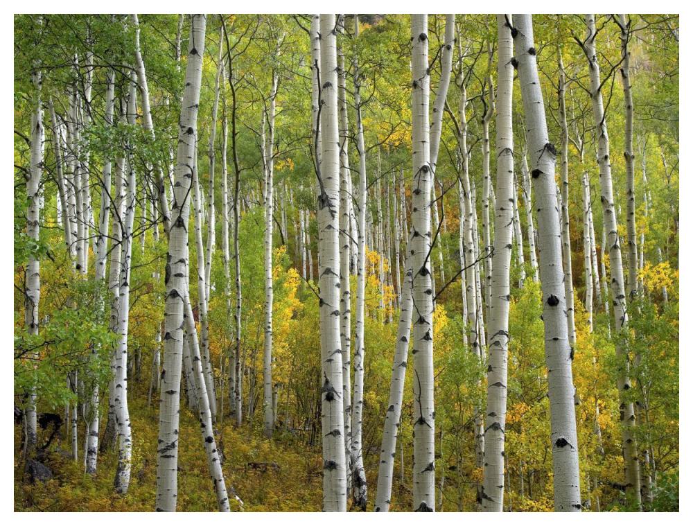 Aspen trees in fall, Colorado-Paper Art-50"x38"