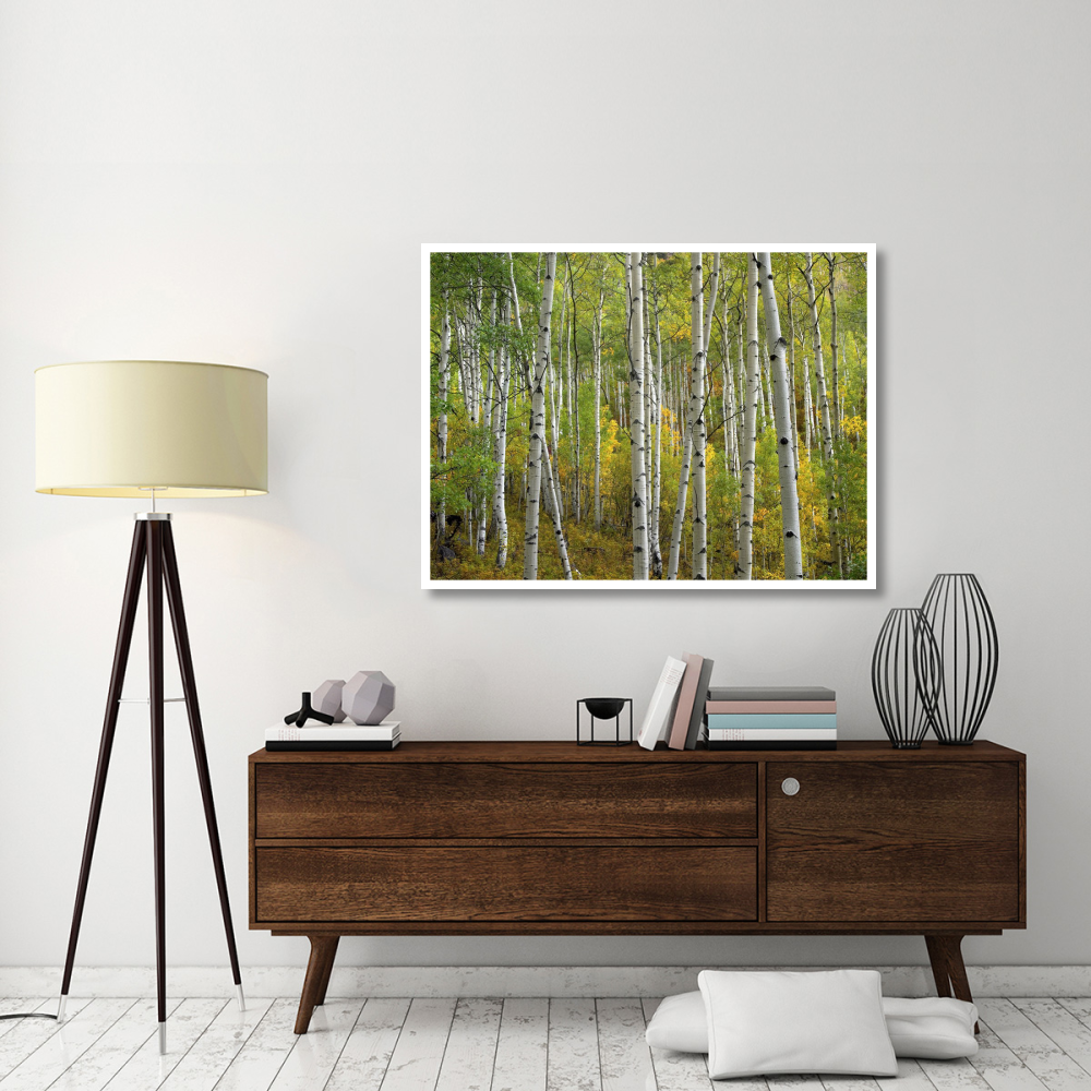 Aspen trees in fall, Colorado-Paper Art-50&quotx38"