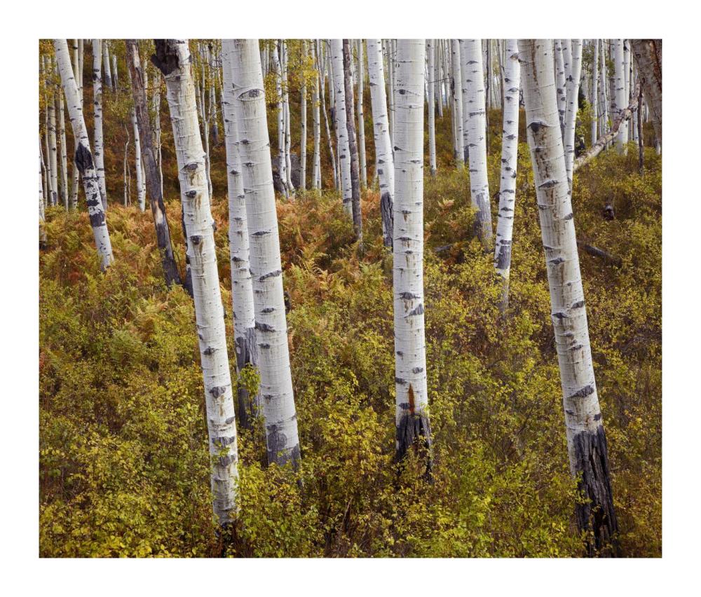 Quaking Aspen trees in autumn-Paper Art-18"x15.28"