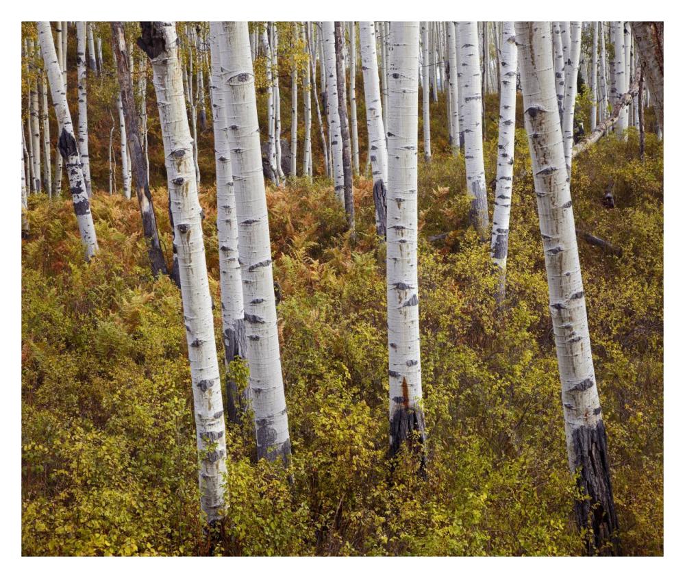 Quaking Aspen trees in autumn-Paper Art-32"x26.9"