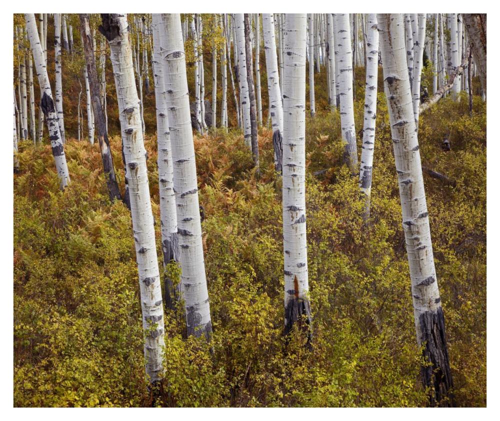 Quaking Aspen trees in autumn-Paper Art-38"x31.88"