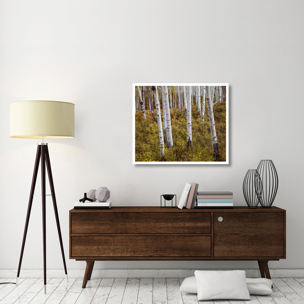 Quaking Aspen trees in autumn-Paper Art-38&quotx31.88"