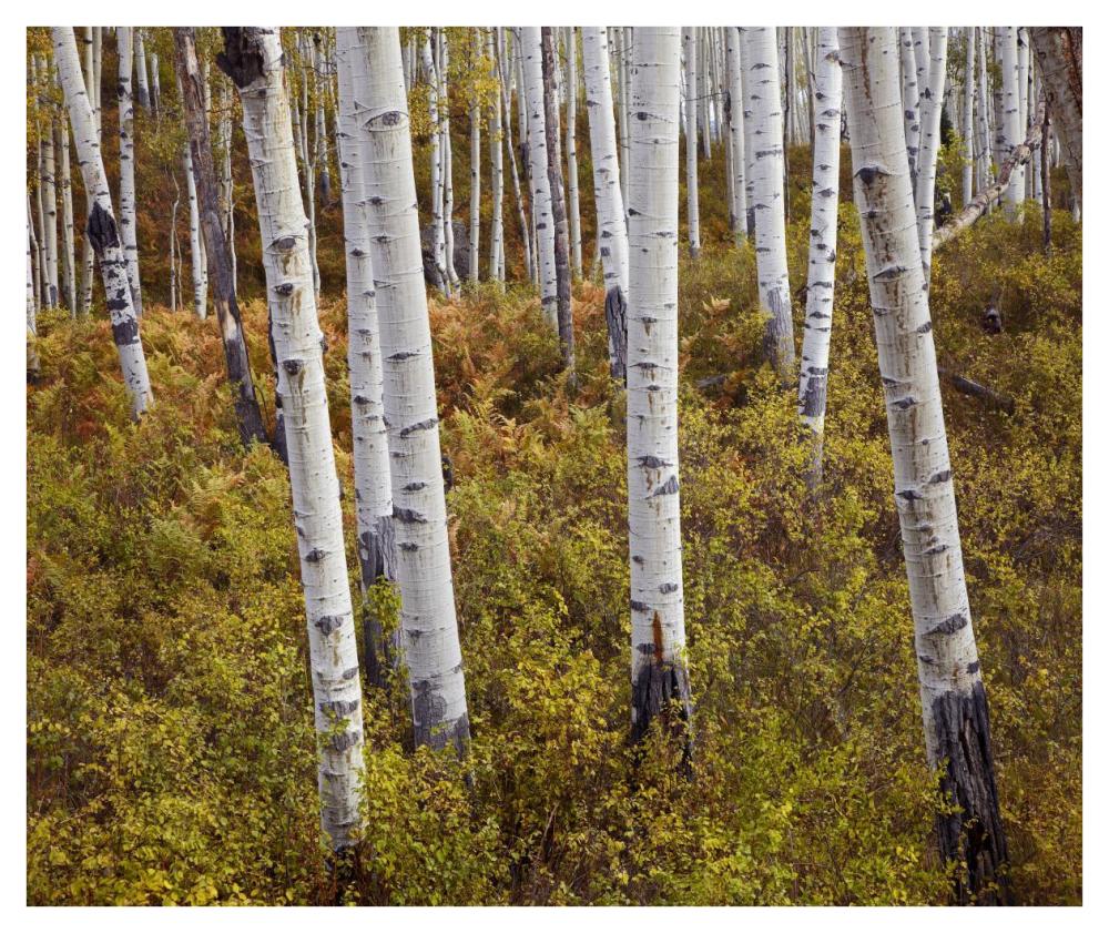 Quaking Aspen trees in autumn-Paper Art-42"x35.2"