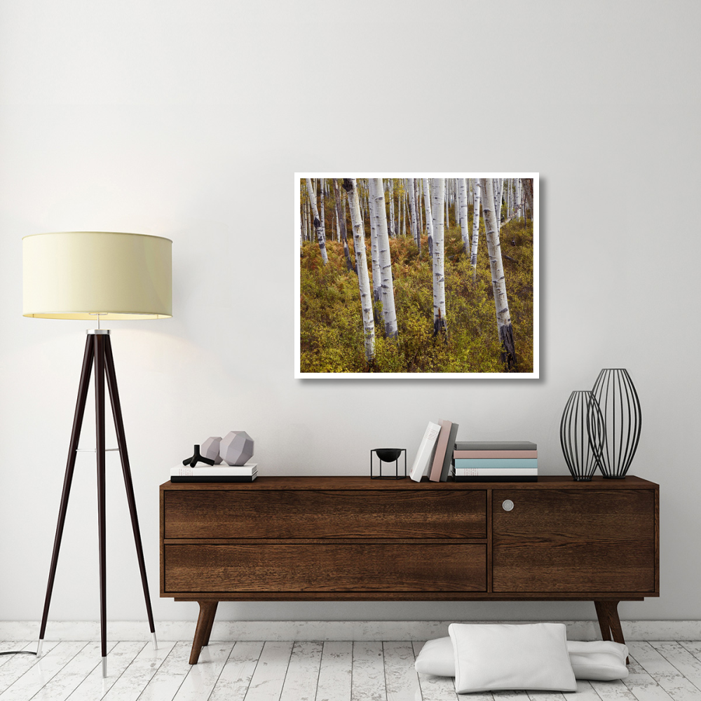 Quaking Aspen trees in autumn-Paper Art-42&quotx35.2"