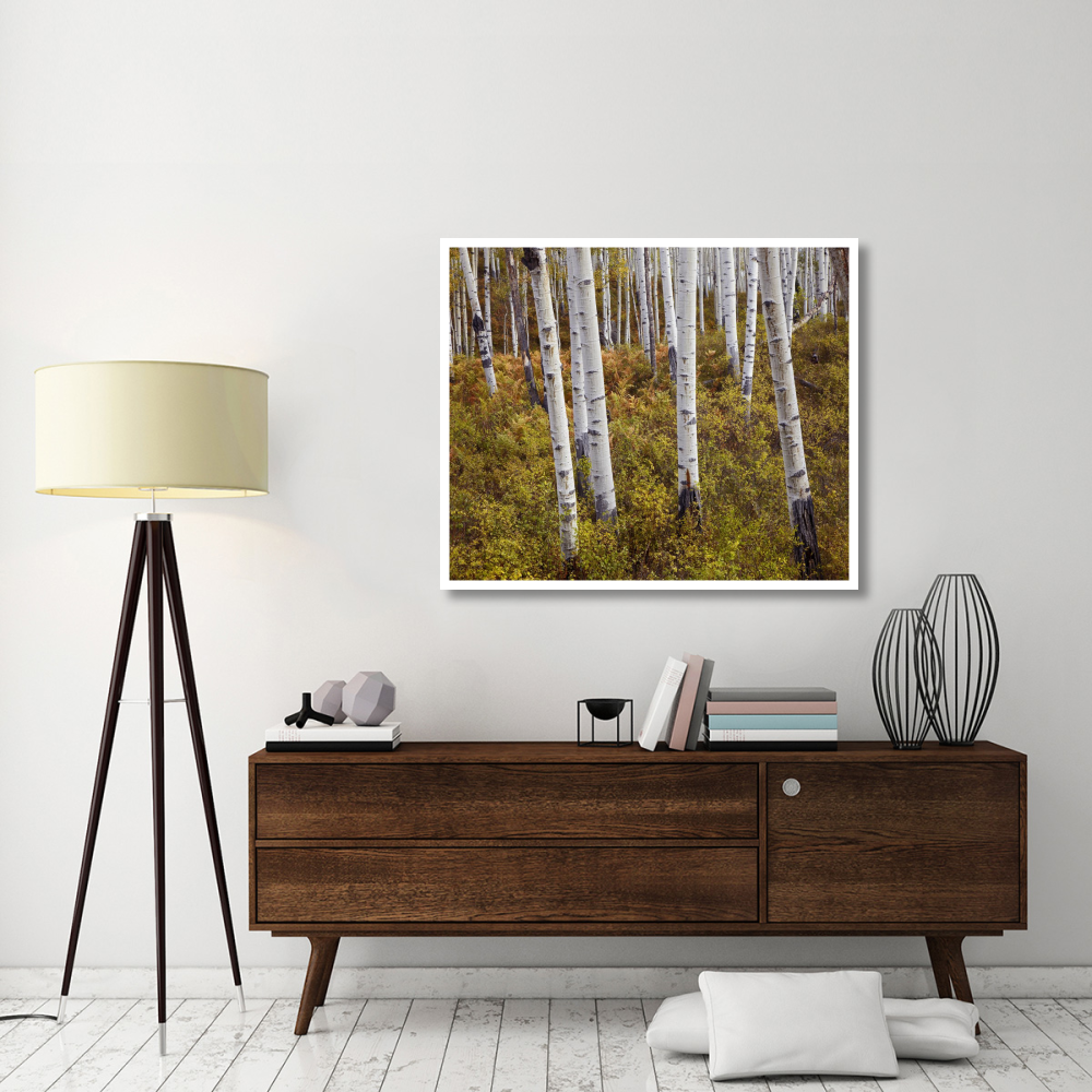 Quaking Aspen trees in autumn-Paper Art-46&quotx38.52"