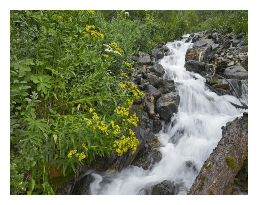 Creek near Silverton, Colorado-Paper Art-26"x20"