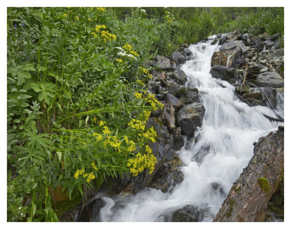 Creek near Silverton, Colorado-Paper Art-42"x32"