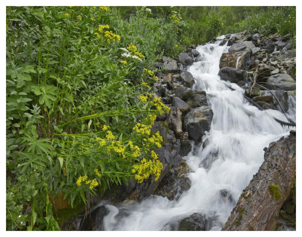 Creek near Silverton, Colorado-Paper Art-50"x38"