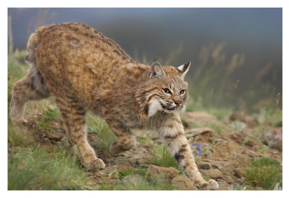 Bobcat stalking, North America-Paper Art-20"x14"