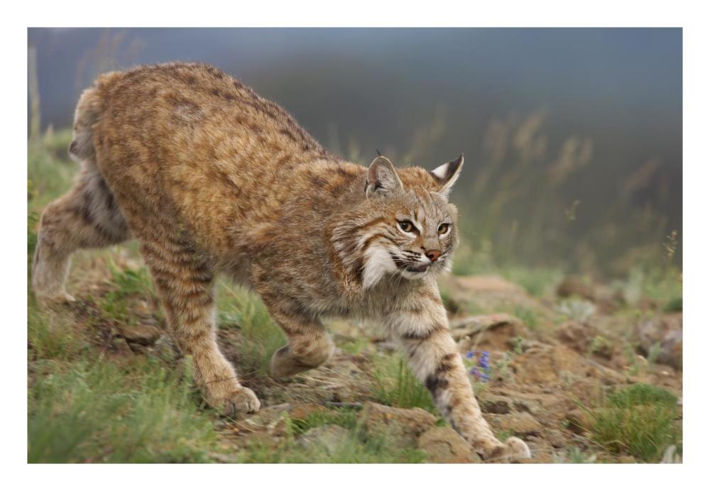 Bobcat stalking, North America-Paper Art-26"x18"