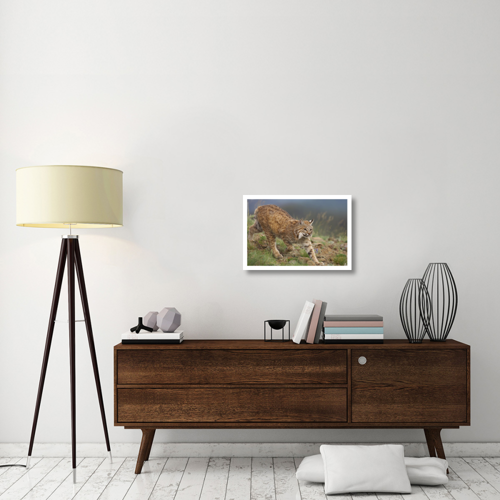 Bobcat stalking, North America-Paper Art-26&quotx18"