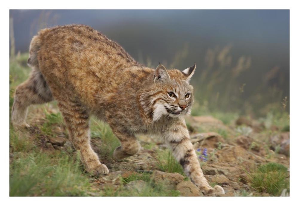 Bobcat stalking, North America-Paper Art-32"x22"