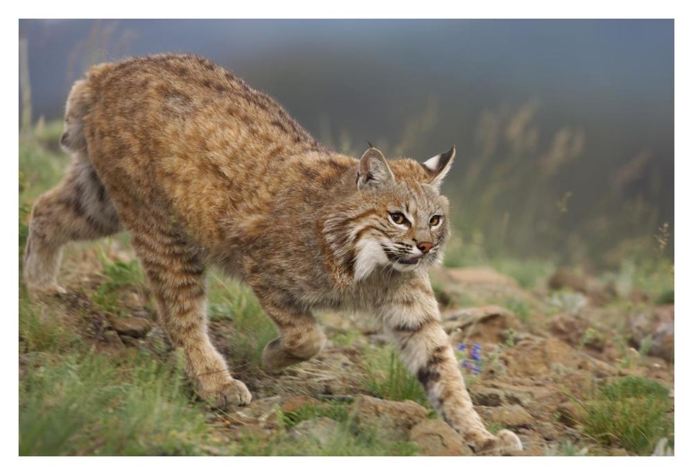 Bobcat stalking, North America-Paper Art-38"x26"