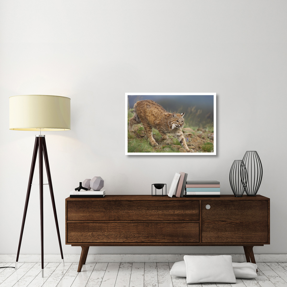 Bobcat stalking, North America-Paper Art-38&quotx26"