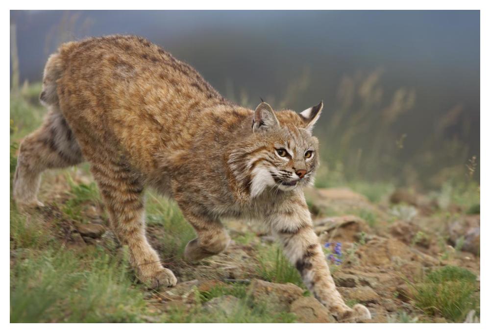 Bobcat stalking, North America-Paper Art-50"x34"