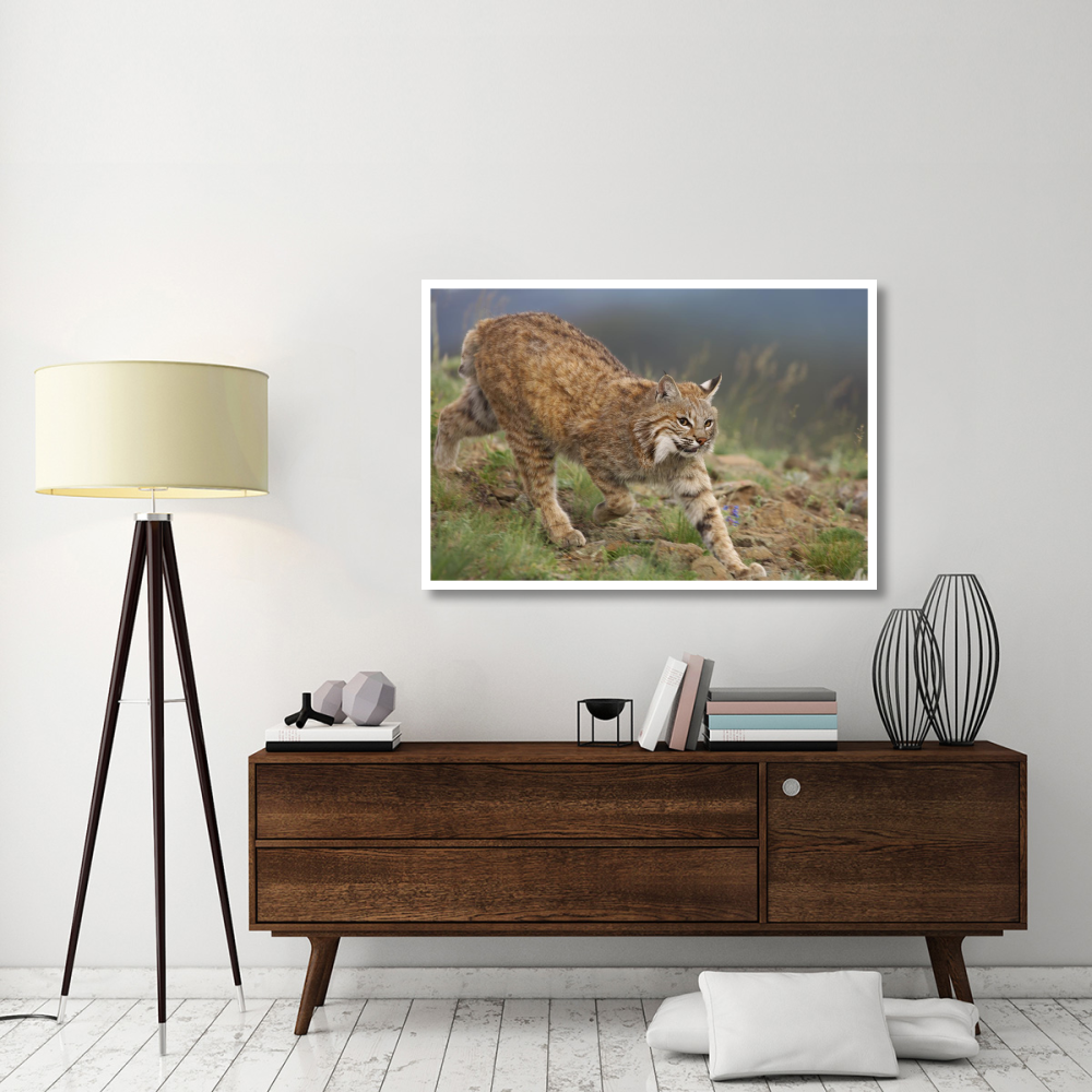 Bobcat stalking, North America-Paper Art-50&quotx34"