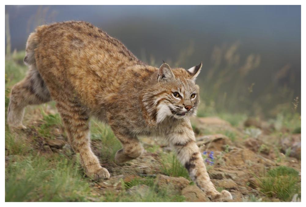 Bobcat stalking, North America-Paper Art-62"x42"