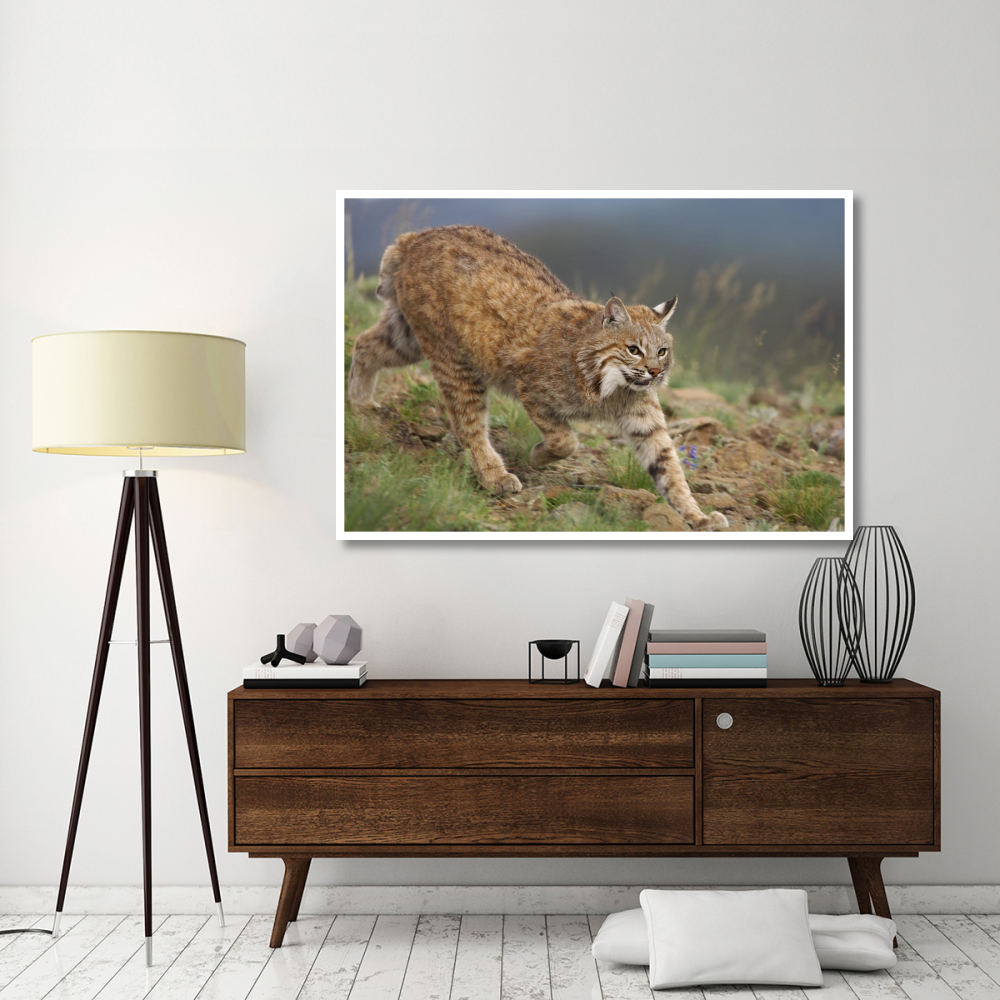 Bobcat stalking, North America-Paper Art-62&quotx42"