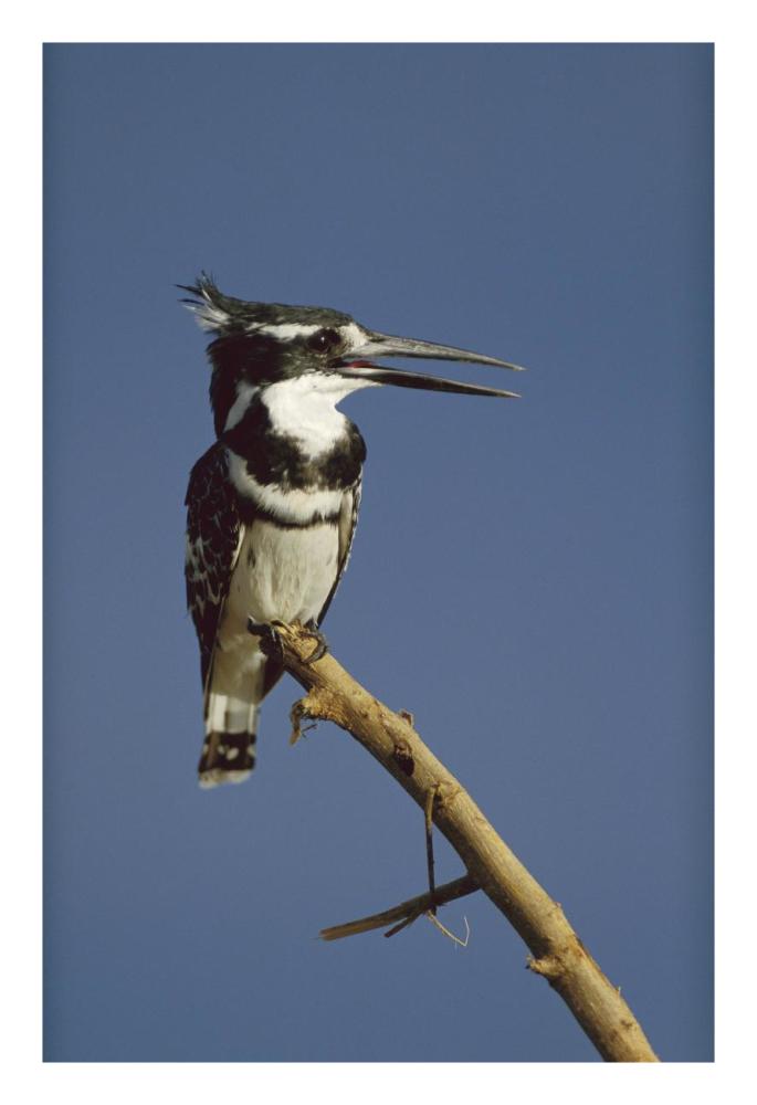 Pied Kingfisher calling, Kenya-Paper Art-18"x26"