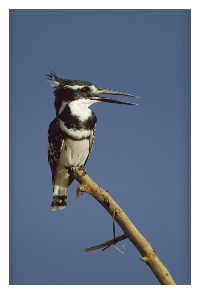 Pied Kingfisher calling, Kenya-Paper Art-22"x32"