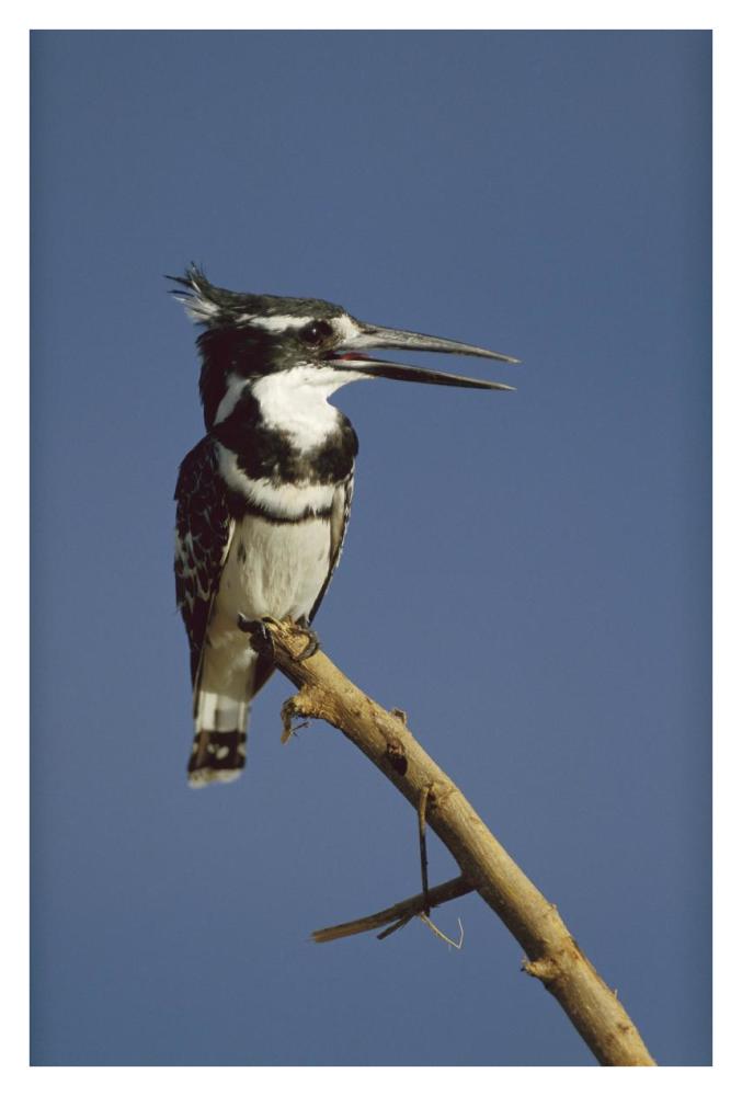 Pied Kingfisher calling, Kenya-Paper Art-26"x38"
