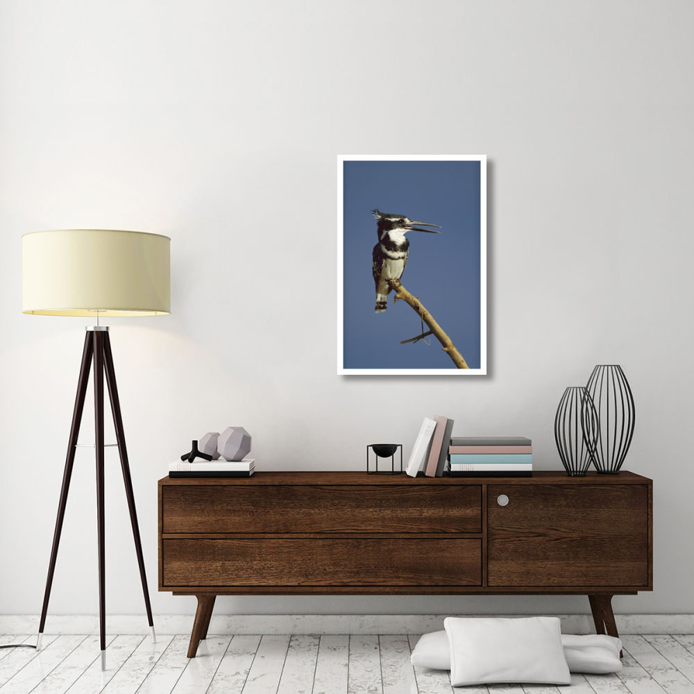 Pied Kingfisher calling, Kenya-Paper Art-26&quotx38"