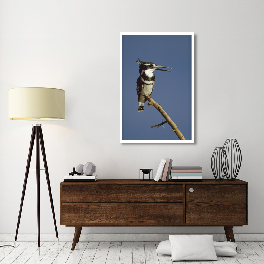 Pied Kingfisher calling, Kenya-Paper Art-34&quotx50"