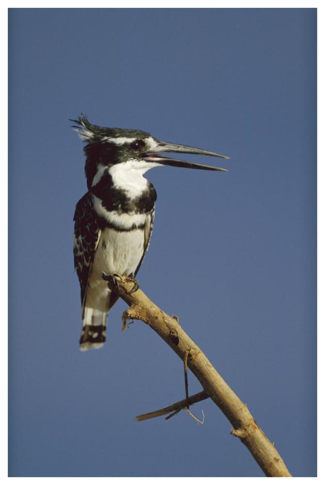 Pied Kingfisher calling, Kenya-Paper Art-42"x62"