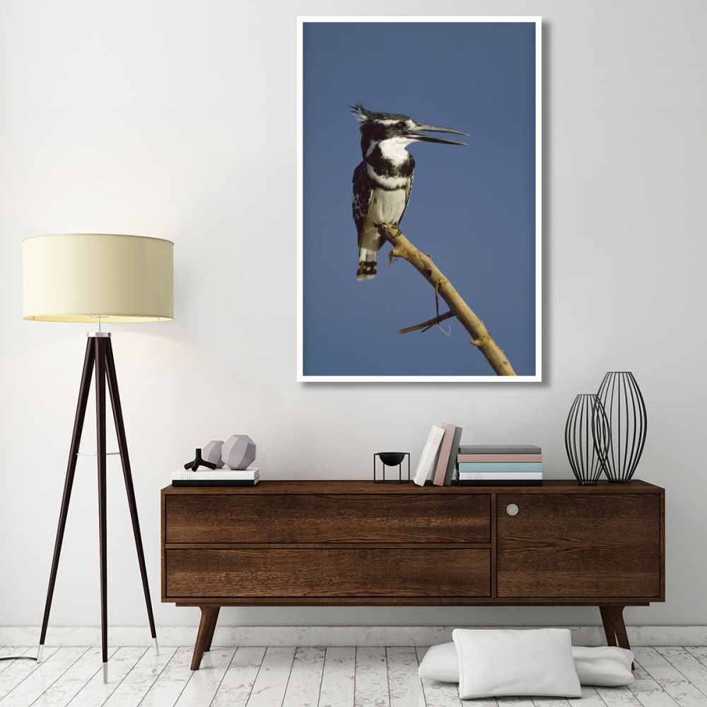 Pied Kingfisher calling, Kenya-Paper Art-42&quotx62"